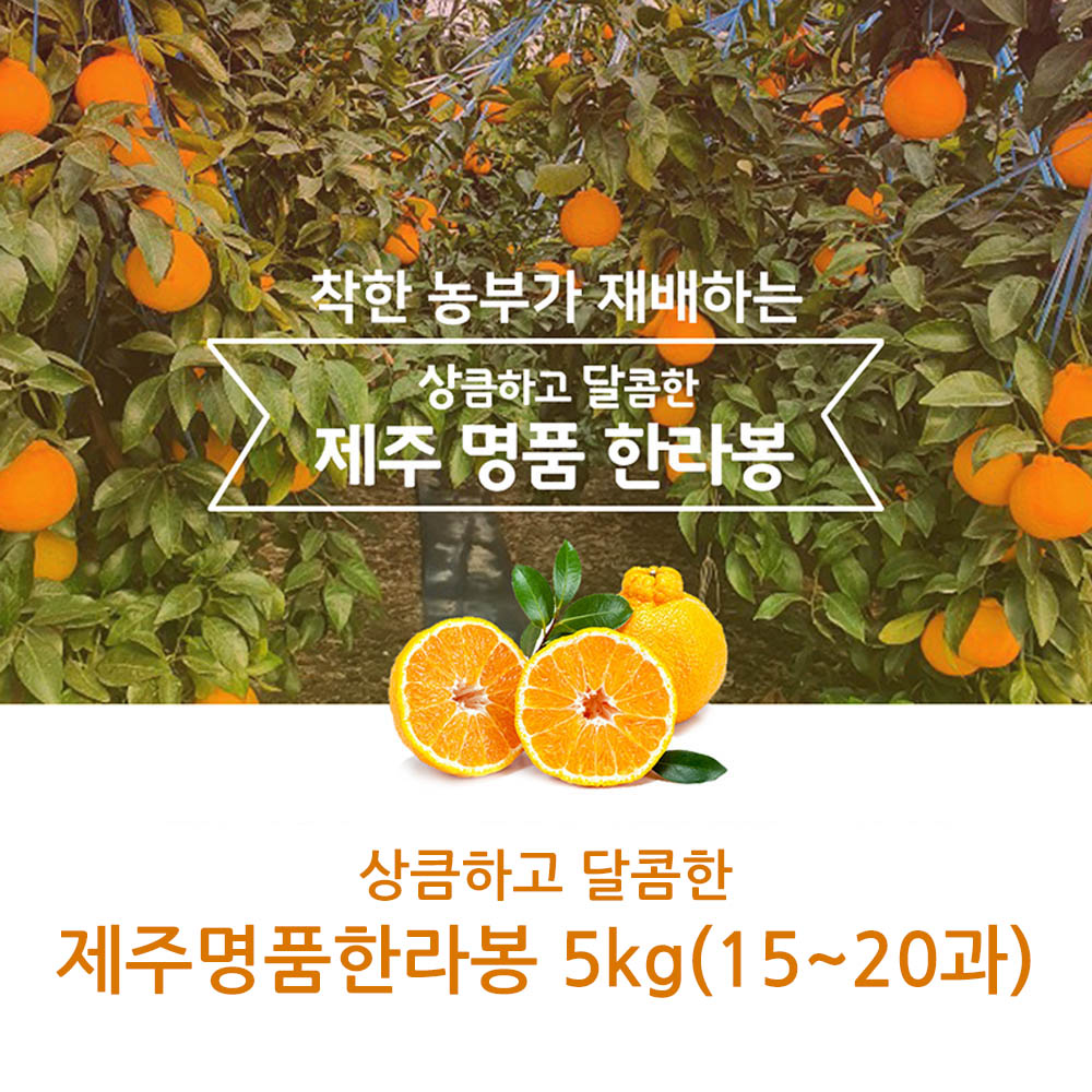 제주직송 상큼하고 달콤한 제주명품한라봉 5kg(15~20과)