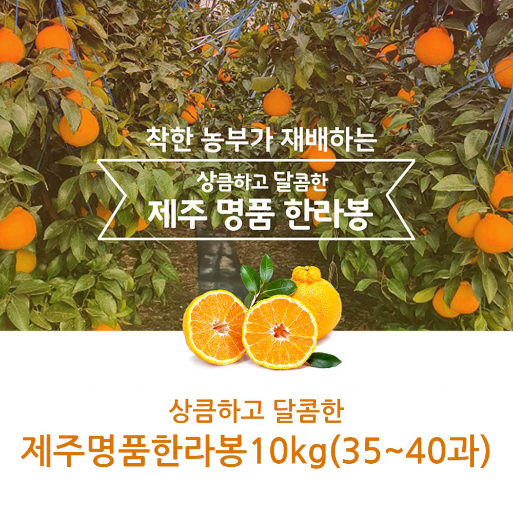 제주직송 상큼하고 달콤한 제주명품한라봉 10kg(35~40과)