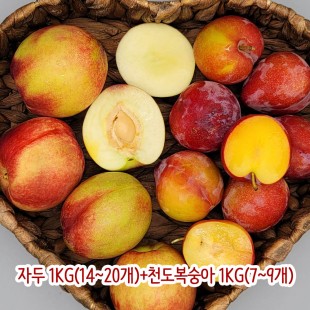 [아이스팩 동봉] 자두 1kg(14~20개)+천도복숭아 1kg(7~9개)