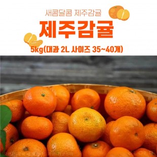 서귀포 햇 감귤 5kg(대과 2L 사이즈 35~40개)